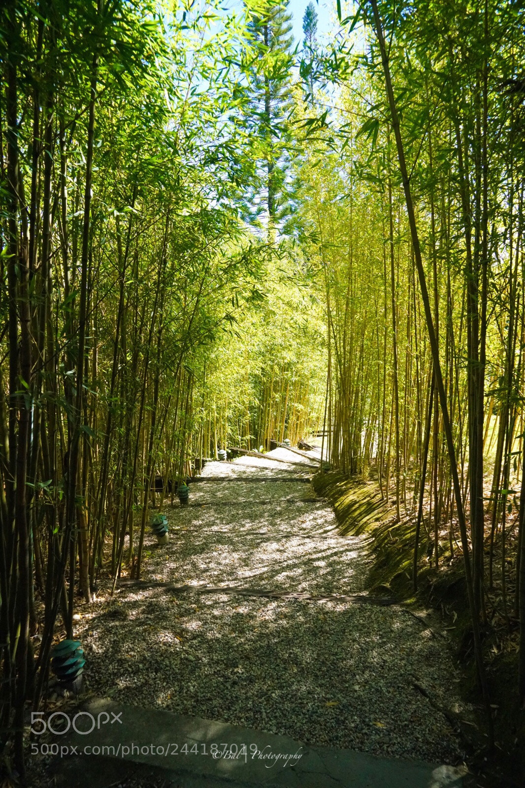 Sony a7R II sample photo. Bamboo lined pathway up photography