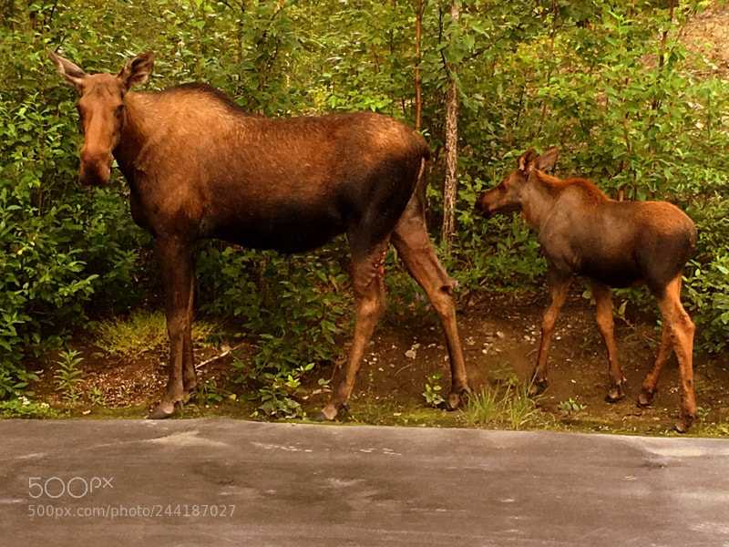 Apple iPhone 6s sample photo. Baby moose following it's photography