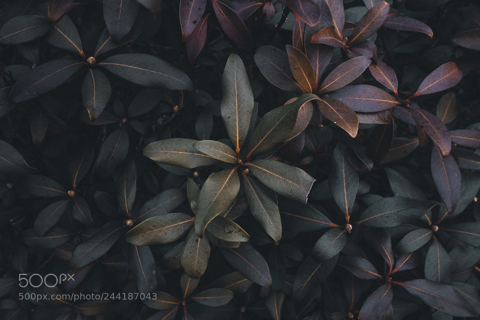 Canon EOS 750D (EOS Rebel T6i / EOS Kiss X8i) sample photo. Leafy shrubs photography