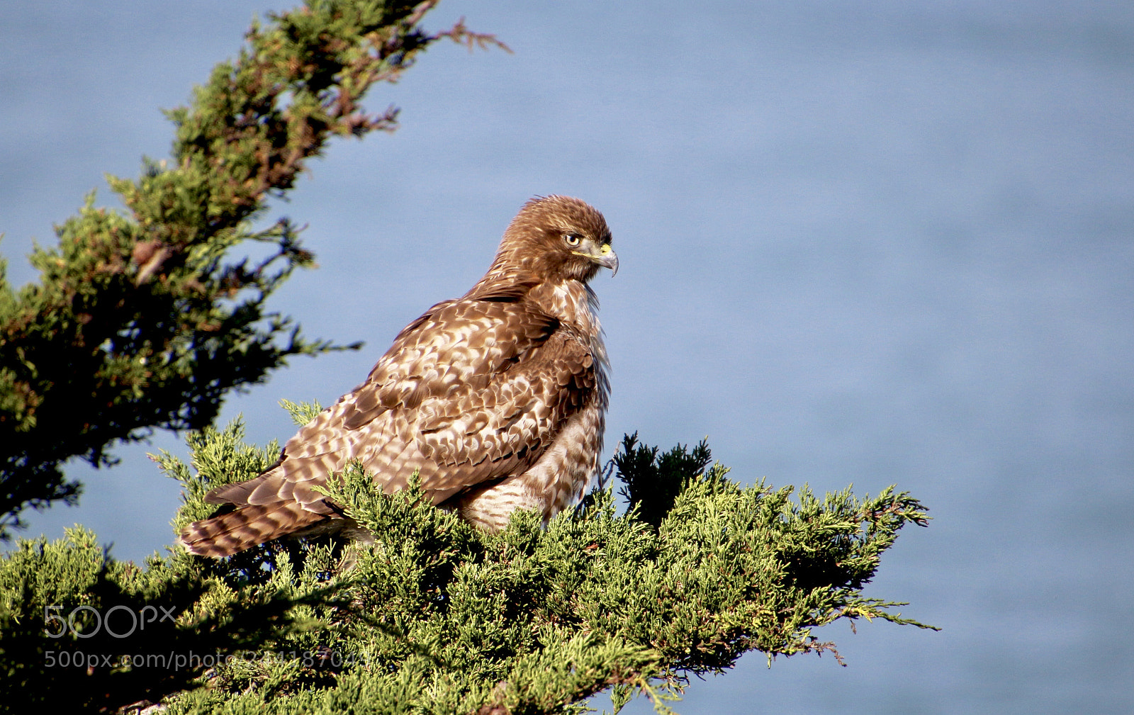Canon EOS 700D (EOS Rebel T5i / EOS Kiss X7i) sample photo. Red tail hawk photography