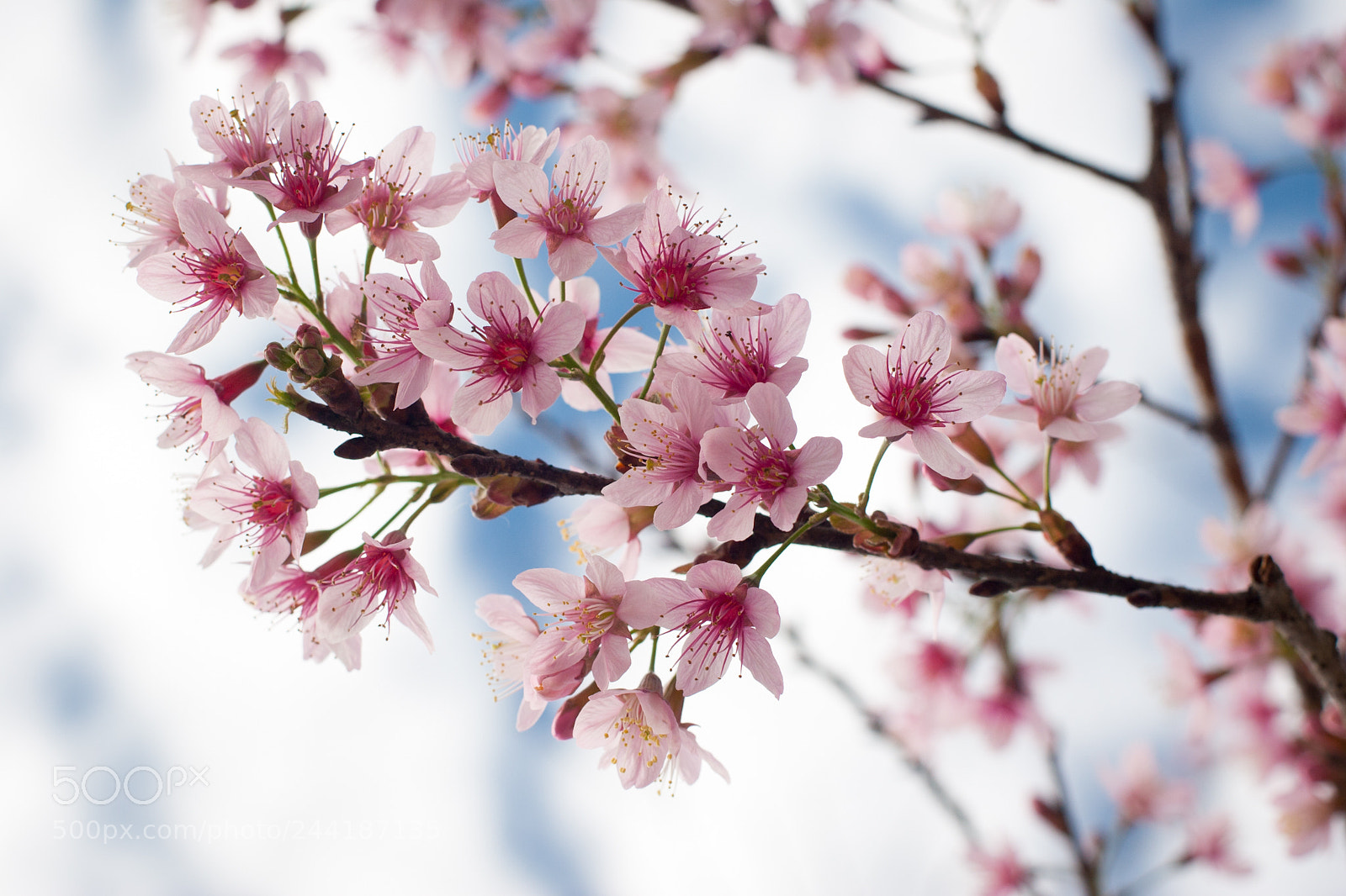 Canon EOS 20D sample photo. Prunus cerasoides photography