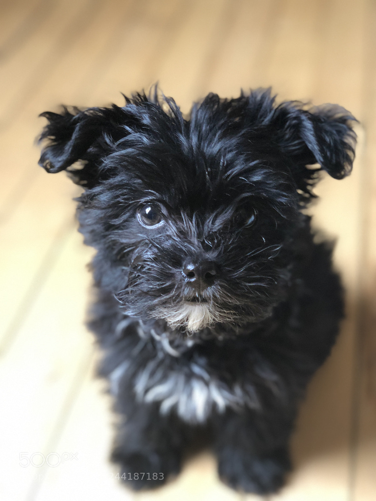 Apple iPhone X sample photo. The face photography
