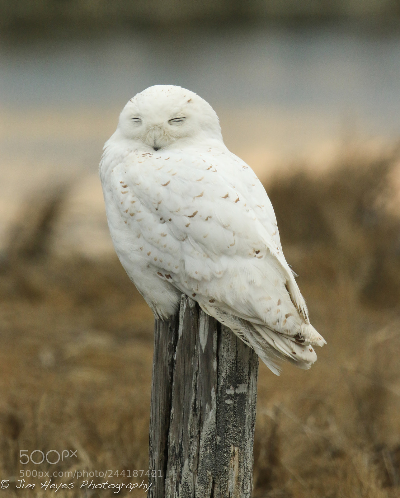 Canon EOS 7D Mark II sample photo. Snowy owl snoozing photography