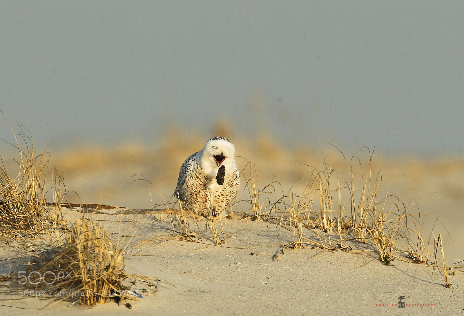 Canon EOS-1D Mark IV sample photo. Snowy owl spitting out photography