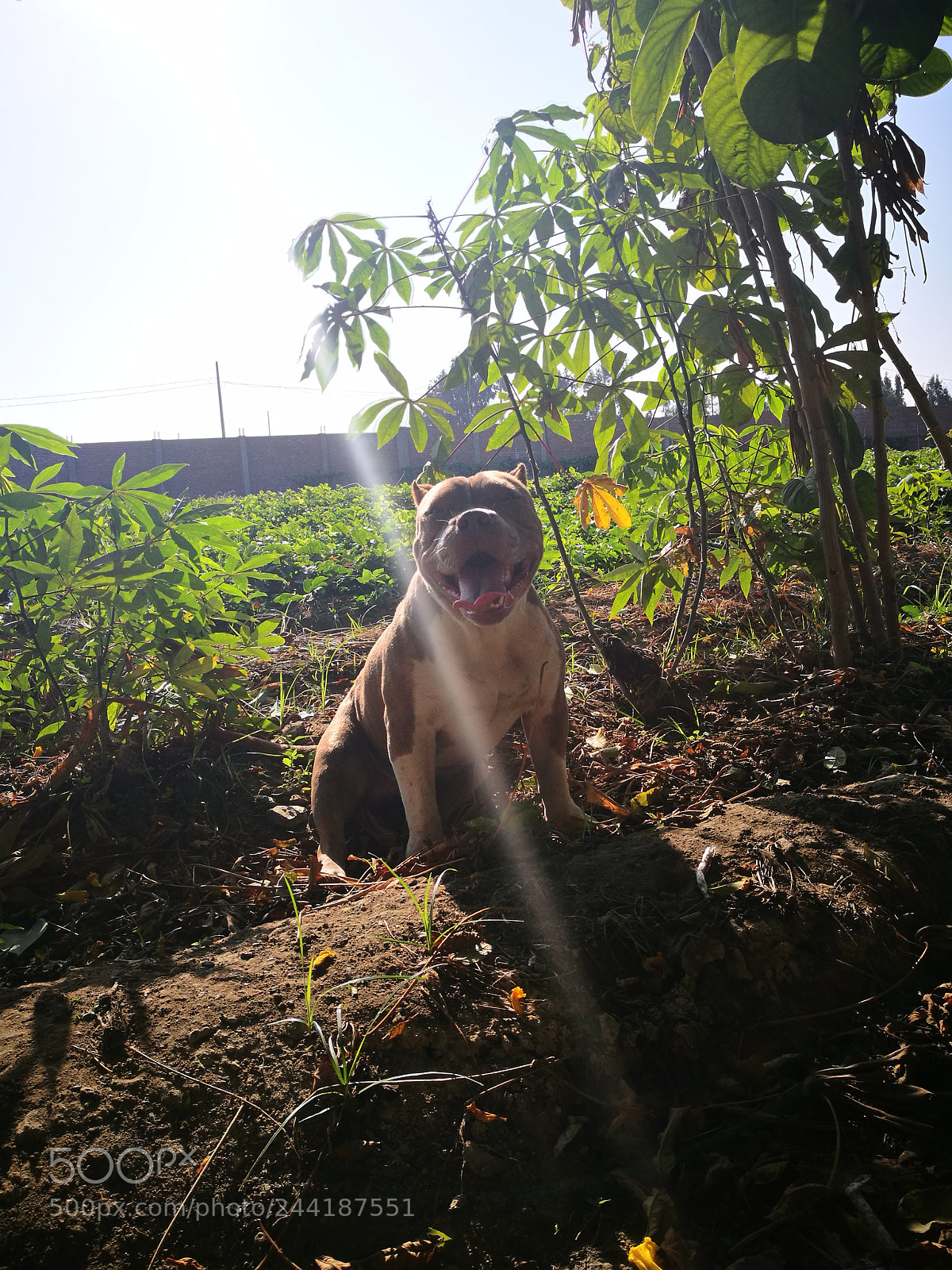 HUAWEI P9 sample photo. Untitled photography