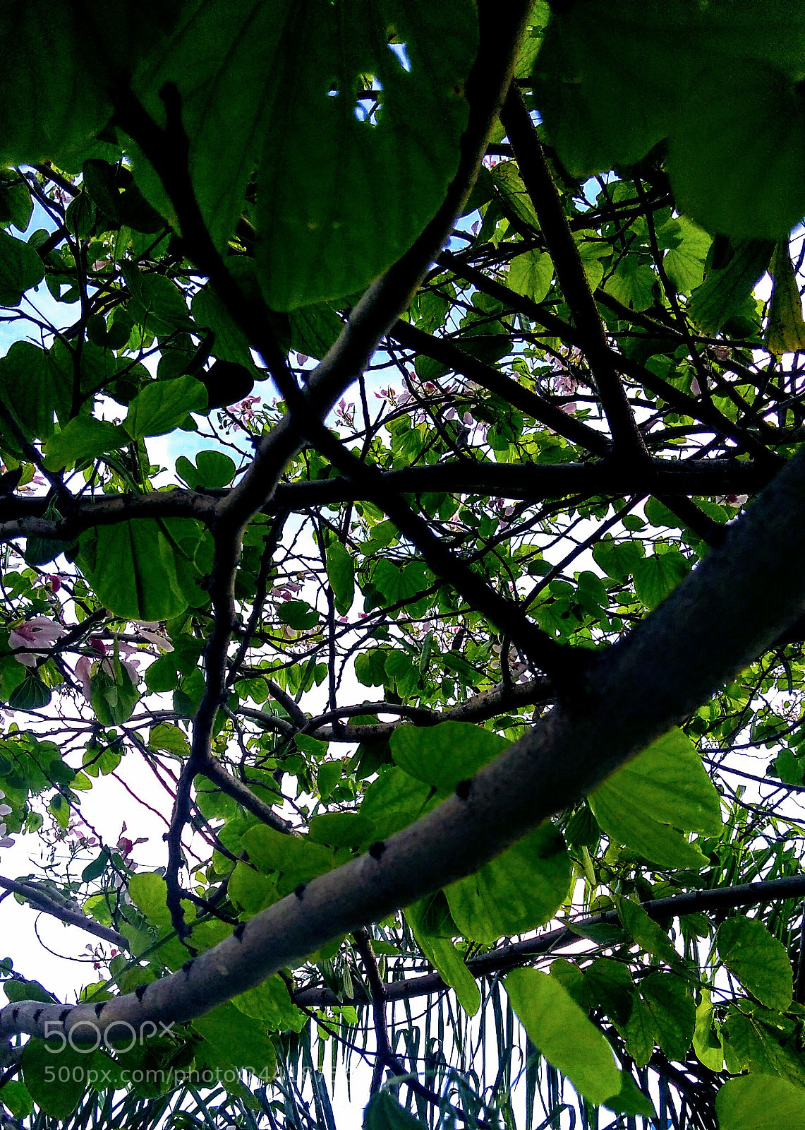 Motorola Moto G Play sample photo. Untitled photography