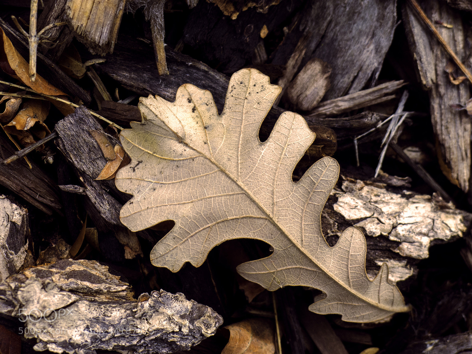 Panasonic Lumix DMC-LX5 sample photo. January oak leaf photography