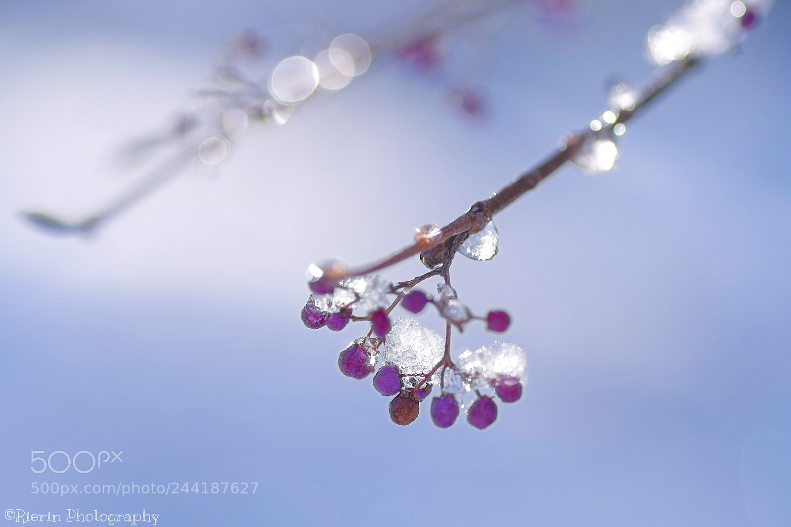 Pentax K-1 sample photo. Untitled photography