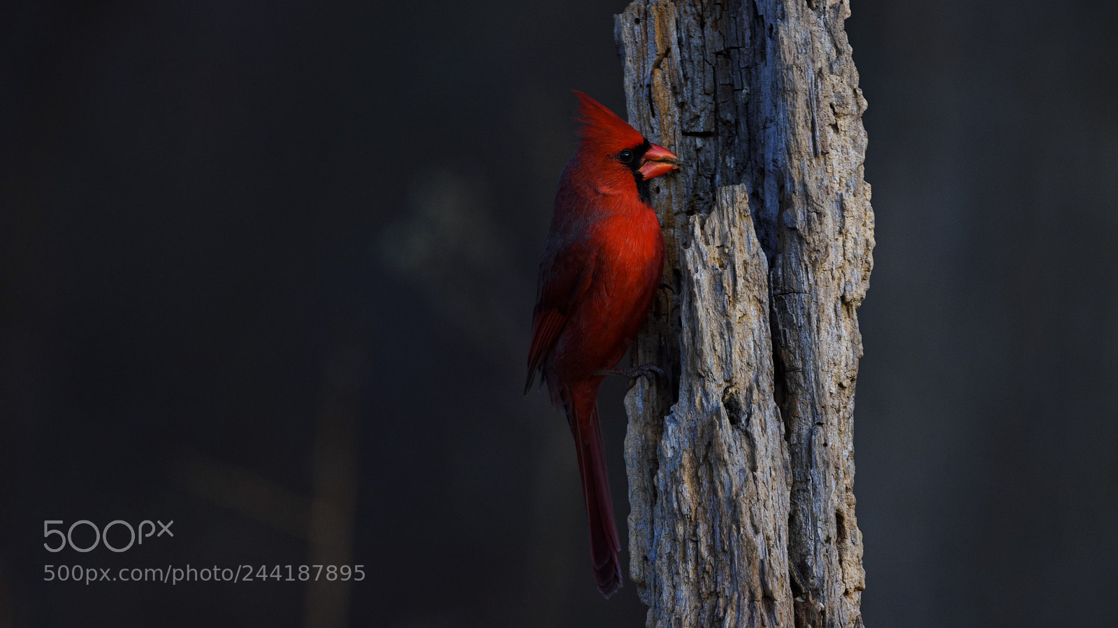 Nikon D7200 sample photo. Red devil photography