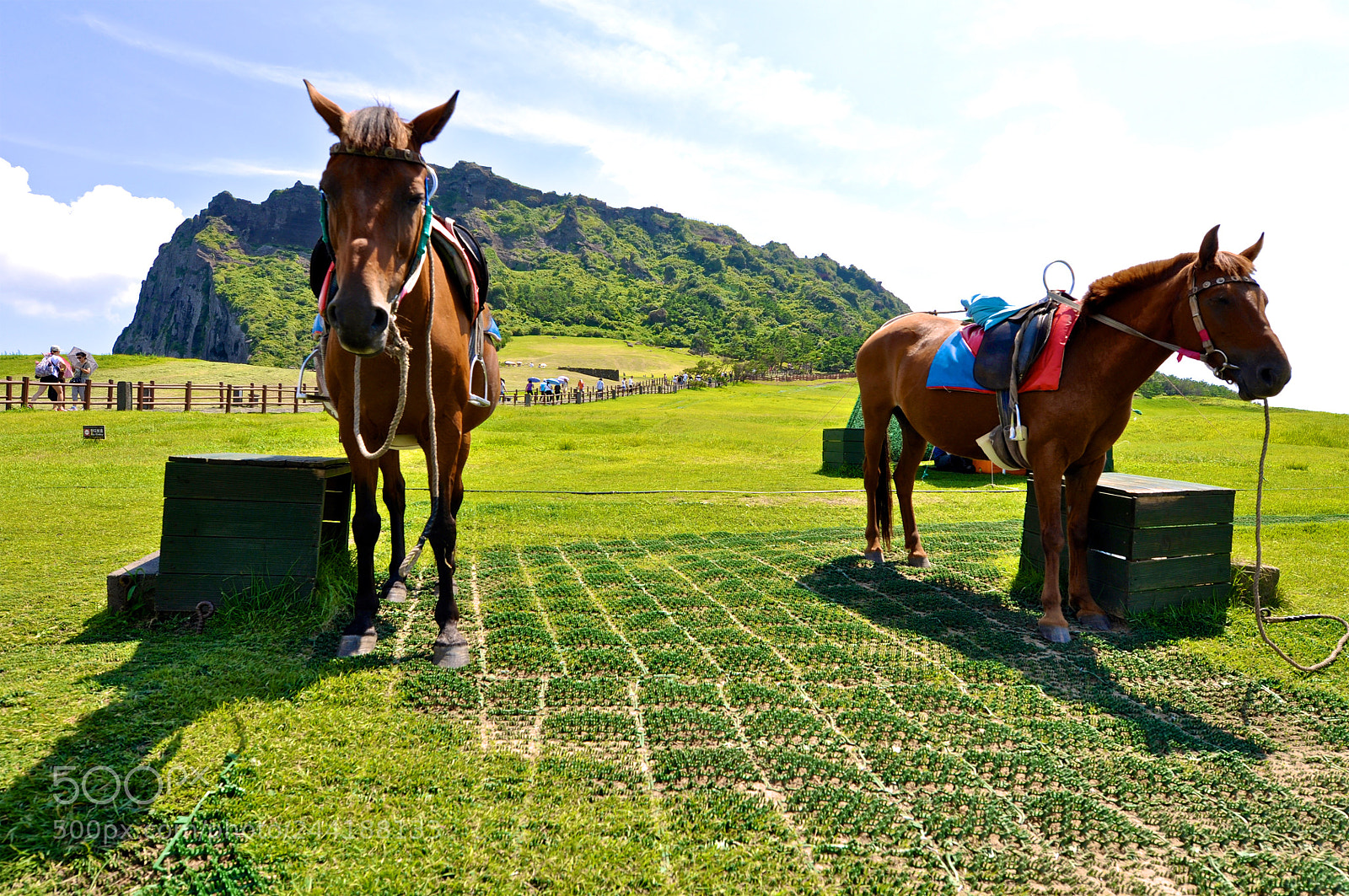 Nikon D90 sample photo. Horses in the sun photography