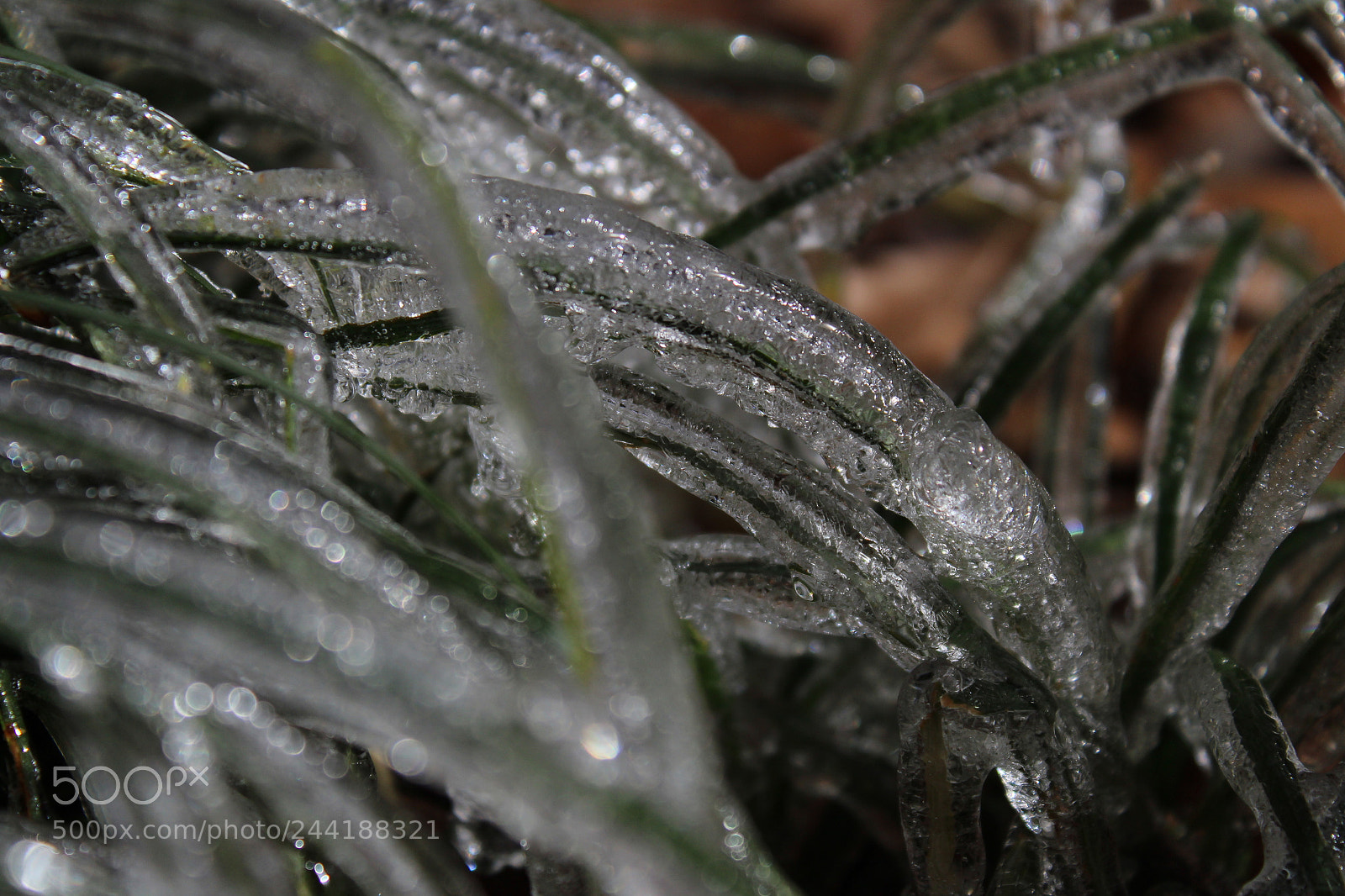 Canon EOS 1300D (EOS Rebel T6 / EOS Kiss X80) sample photo. Frozen grass blades photography