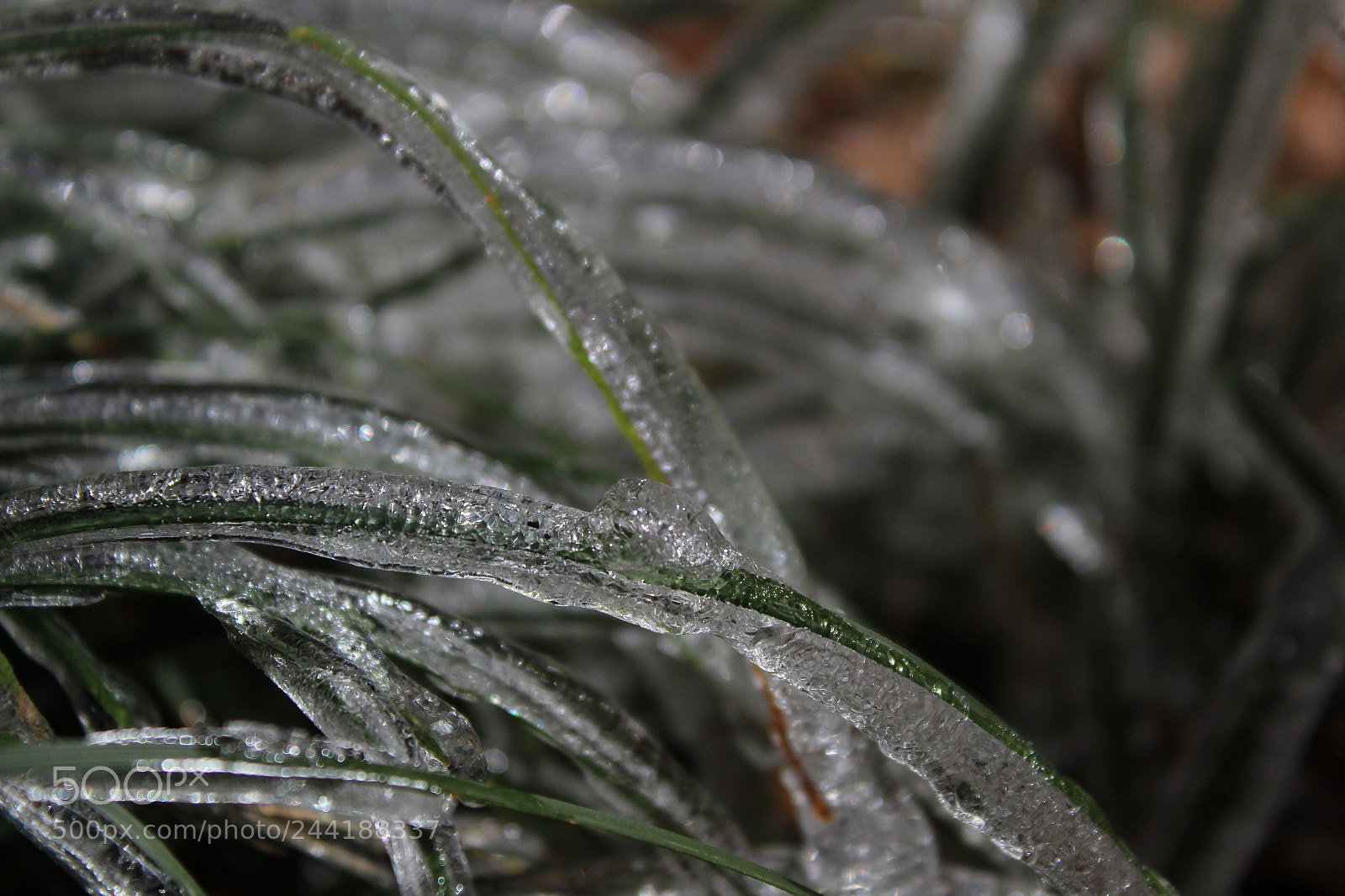 Canon EOS 1300D (EOS Rebel T6 / EOS Kiss X80) sample photo. Frozen grass blades (2) photography