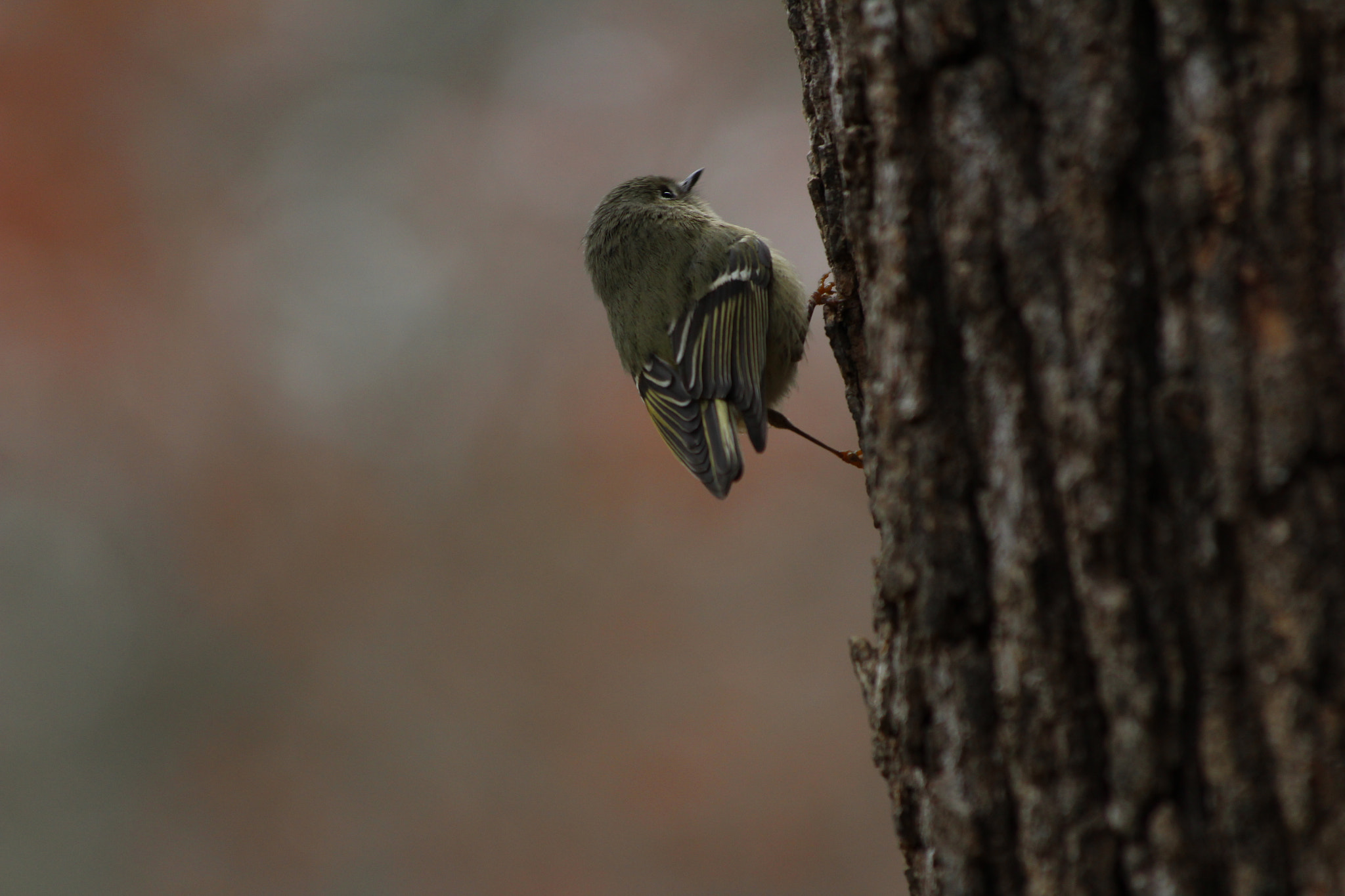 Canon EF 70-300mm F4-5.6 IS USM sample photo. Ruby-crowned kinglet photography