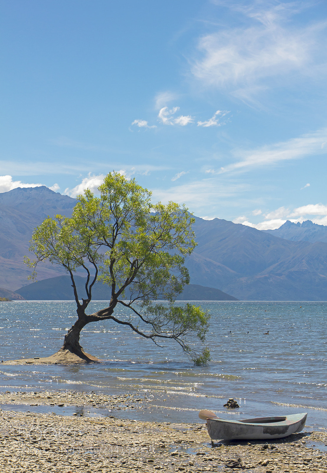 Canon EOS 550D (EOS Rebel T2i / EOS Kiss X4) sample photo. Wanaka tree photography