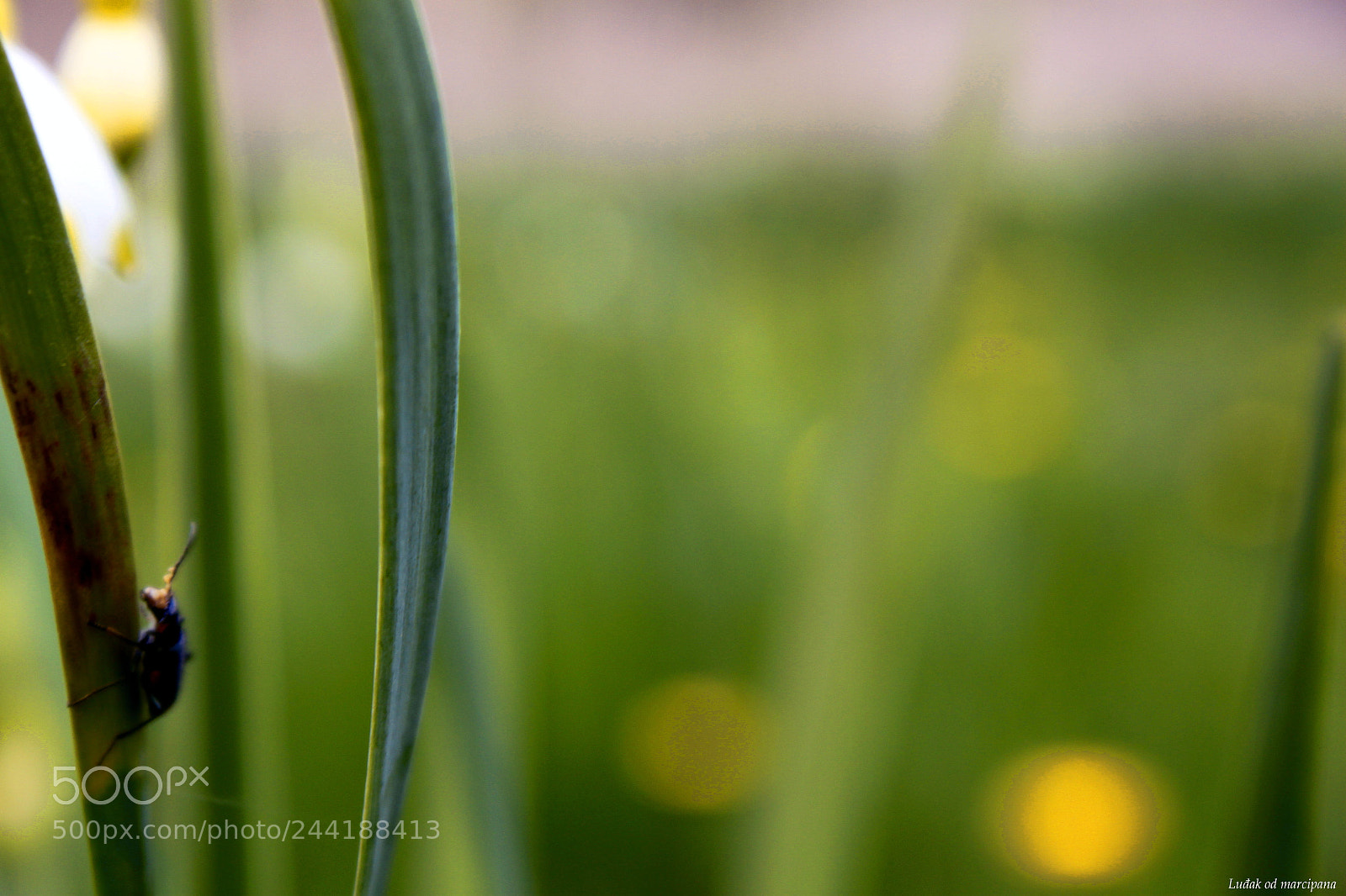 Canon EF-S 18-55mm F3.5-5.6 IS sample photo. Up you go! photography