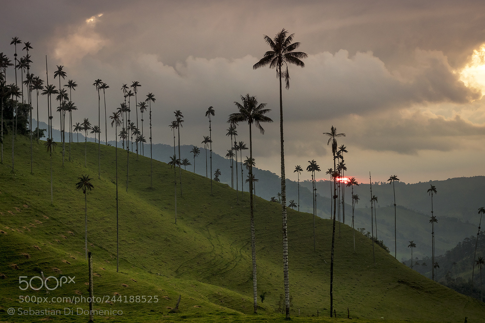 Nikon D500 sample photo. Valle del cocora photography