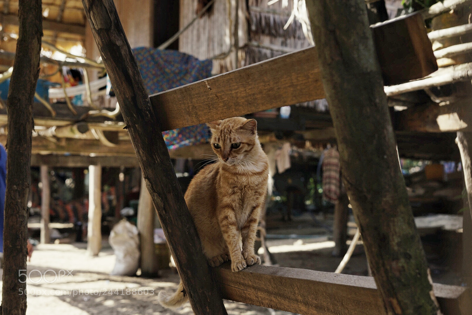 Sony a7 II sample photo. Untitled photography