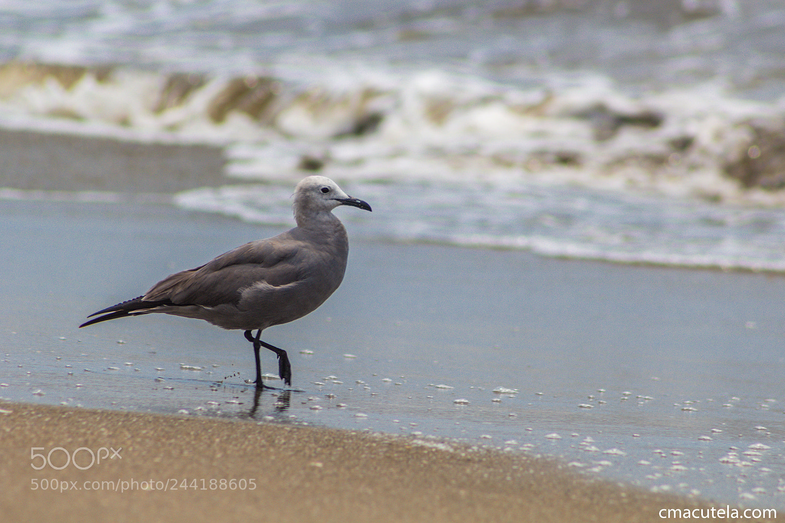 Canon EOS 1200D (EOS Rebel T5 / EOS Kiss X70 / EOS Hi) sample photo. Bird pose photography
