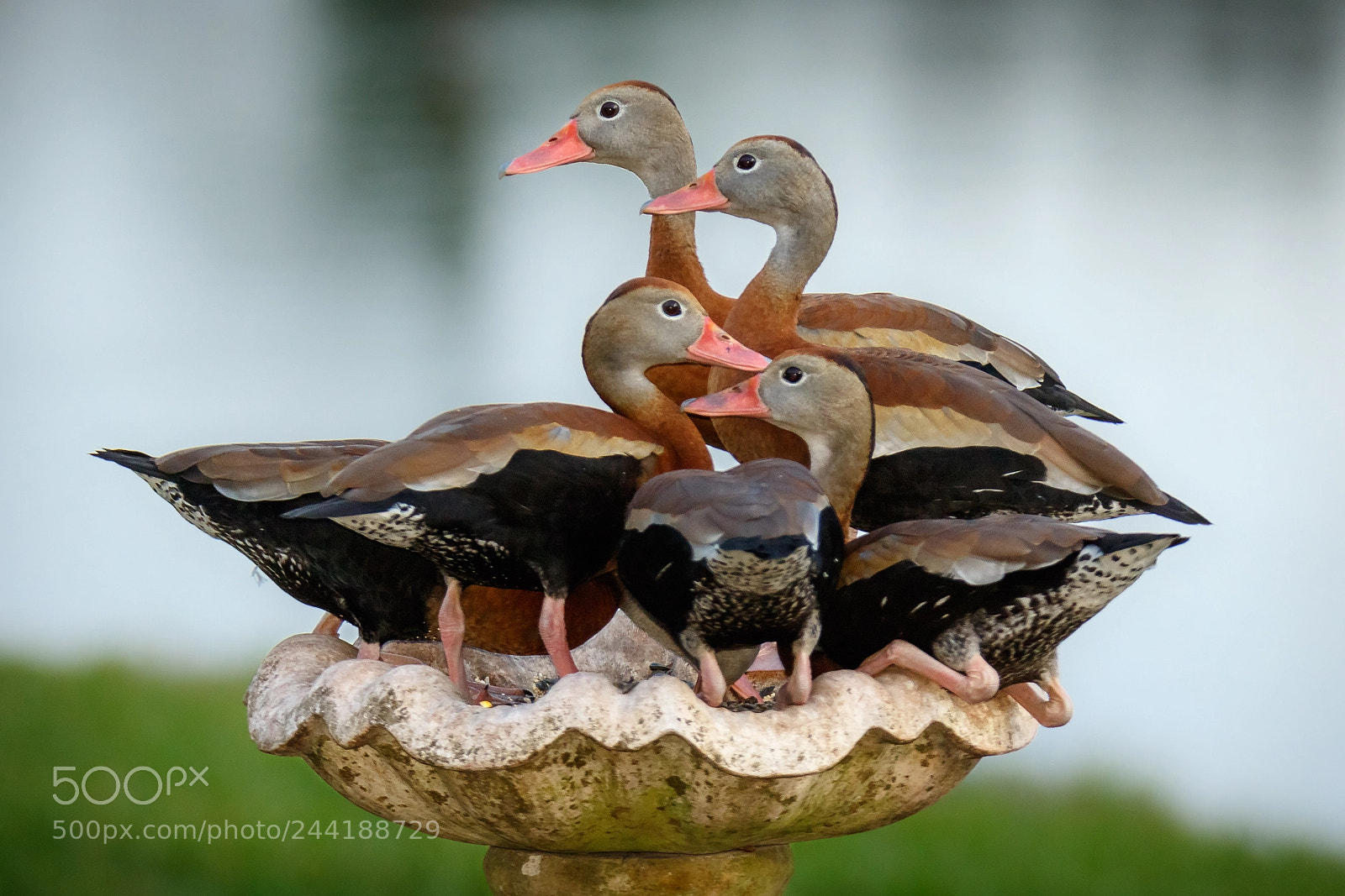 Canon EOS 7D Mark II sample photo. Ducks photography