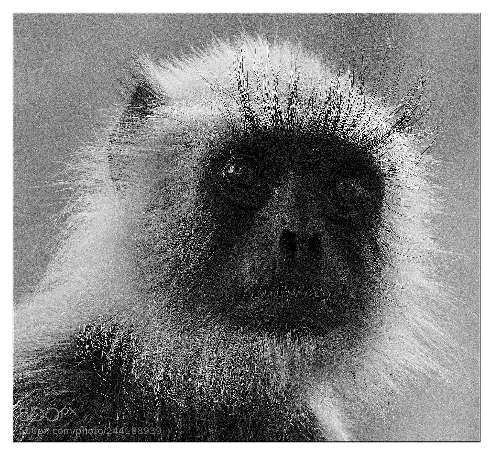 Nikon D810 sample photo. Curious photography