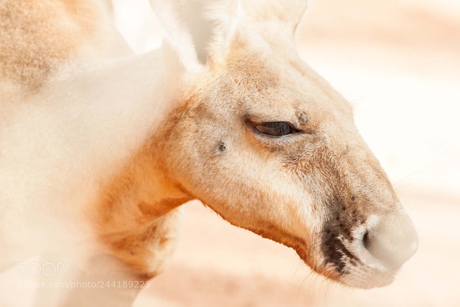 Canon EOS 500D (EOS Rebel T1i / EOS Kiss X3) sample photo. Western red kangaroo photography
