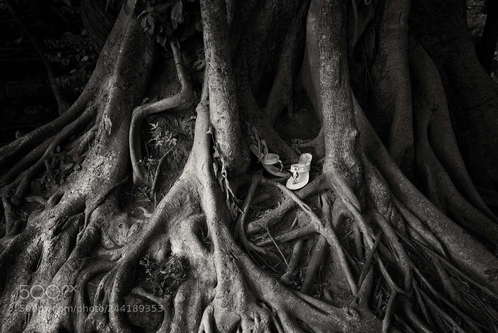 Nikon D800 sample photo. Thicket photography