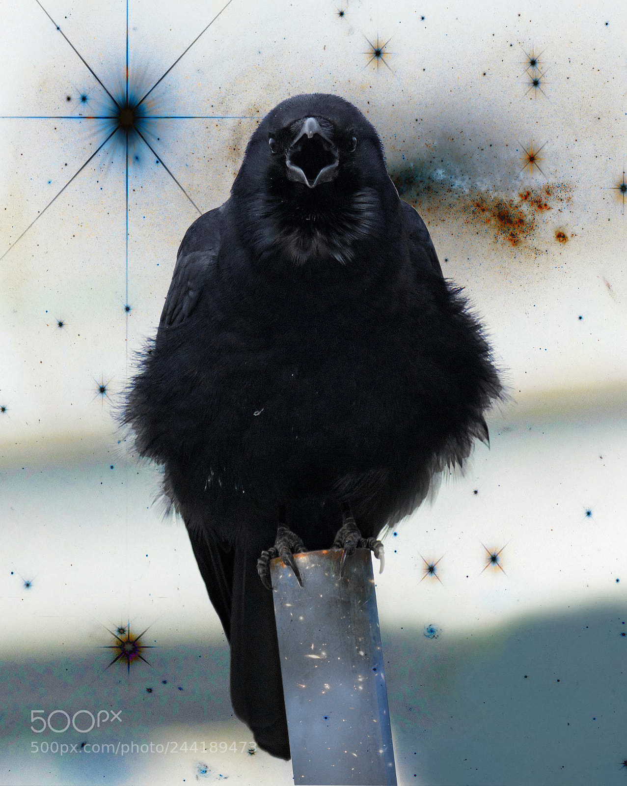 Nikon D7100 sample photo. Crow photography