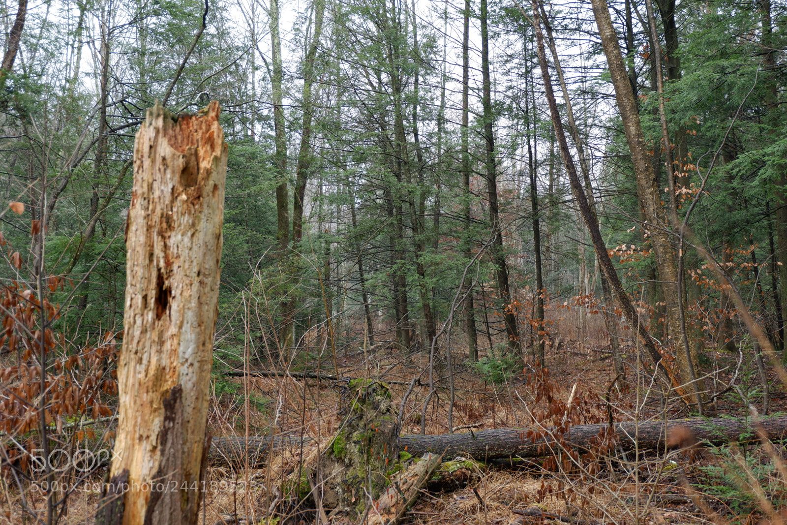 Fujifilm X-A3 sample photo. Hawk mountain adventure photography
