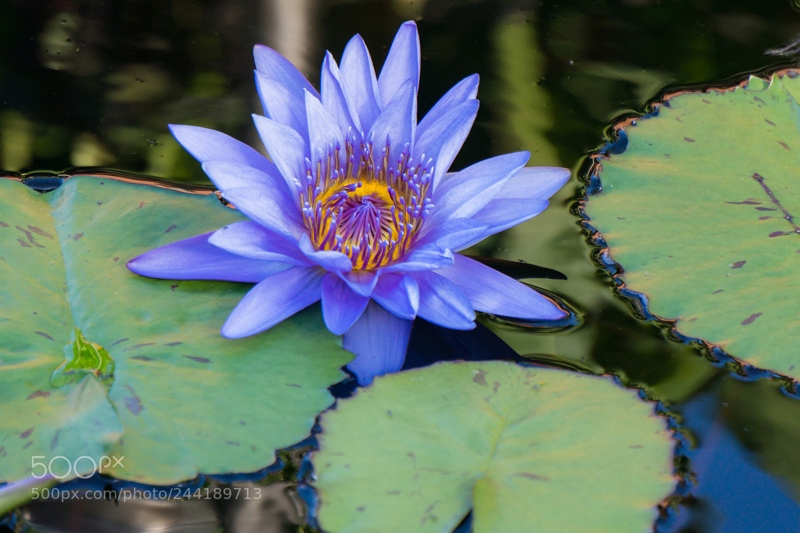 Sony Alpha NEX-7 sample photo. Untitled photography