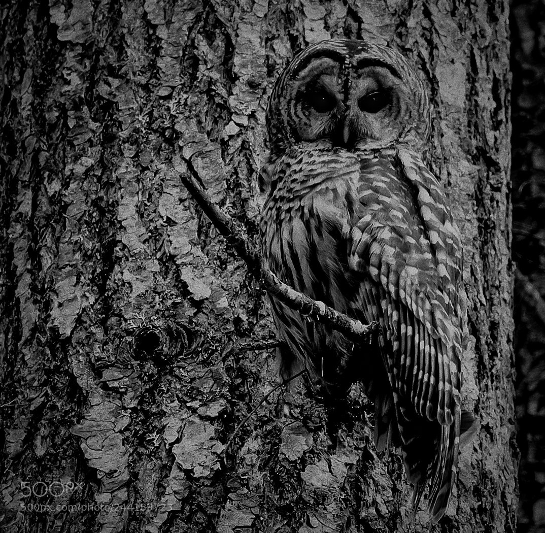 Olympus OM-D E-M1 sample photo. Barred in camo photography