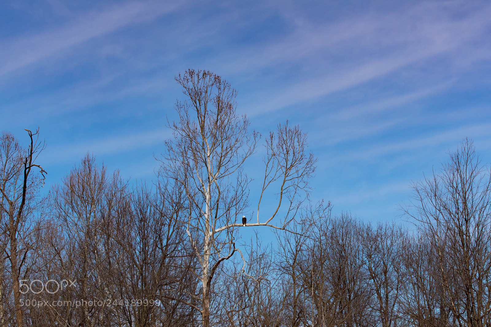 Sony SLT-A68 sample photo. Bald eagle photography