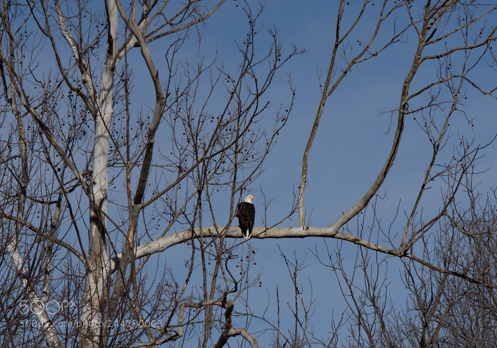 Sony SLT-A68 sample photo. Bald eagle photography