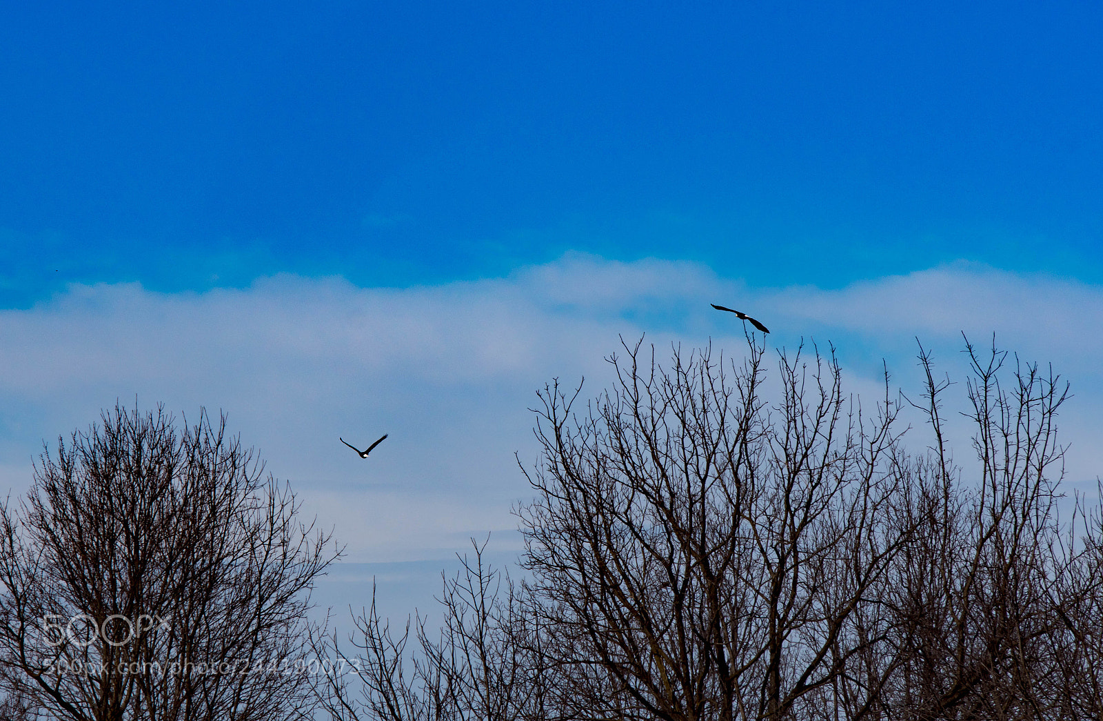 Sony SLT-A68 sample photo. Bald eagle photography