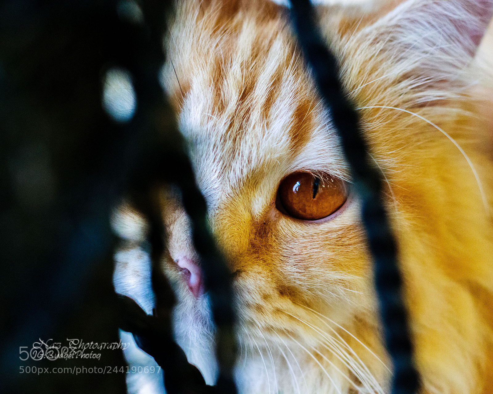 Canon EOS M5 sample photo. Hidden cat crouching hunter photography