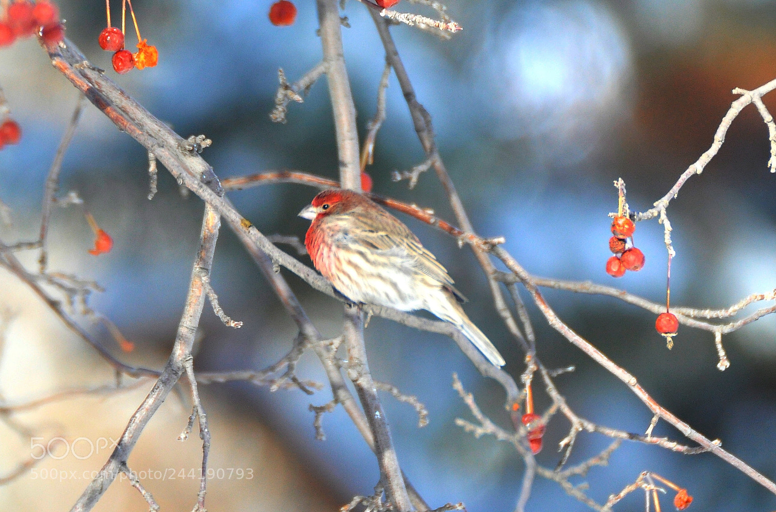 Nikon D90 sample photo. Finch photography