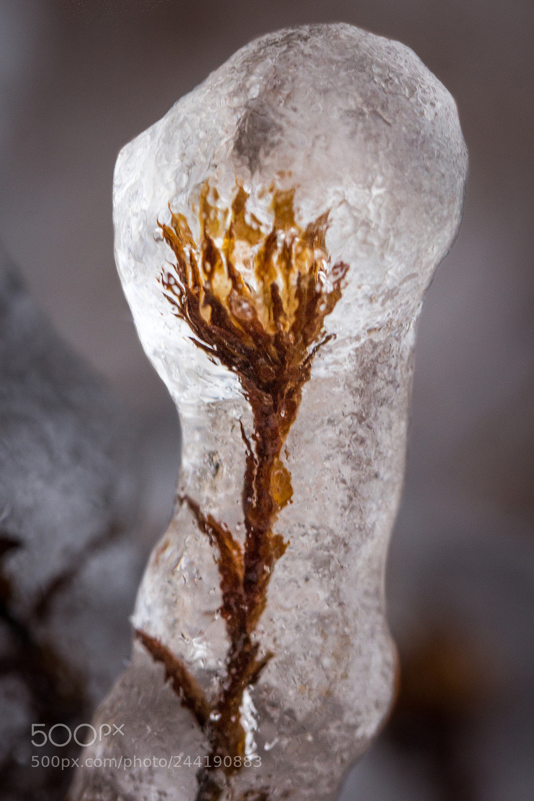 Canon EOS 60D sample photo. Frozen photography
