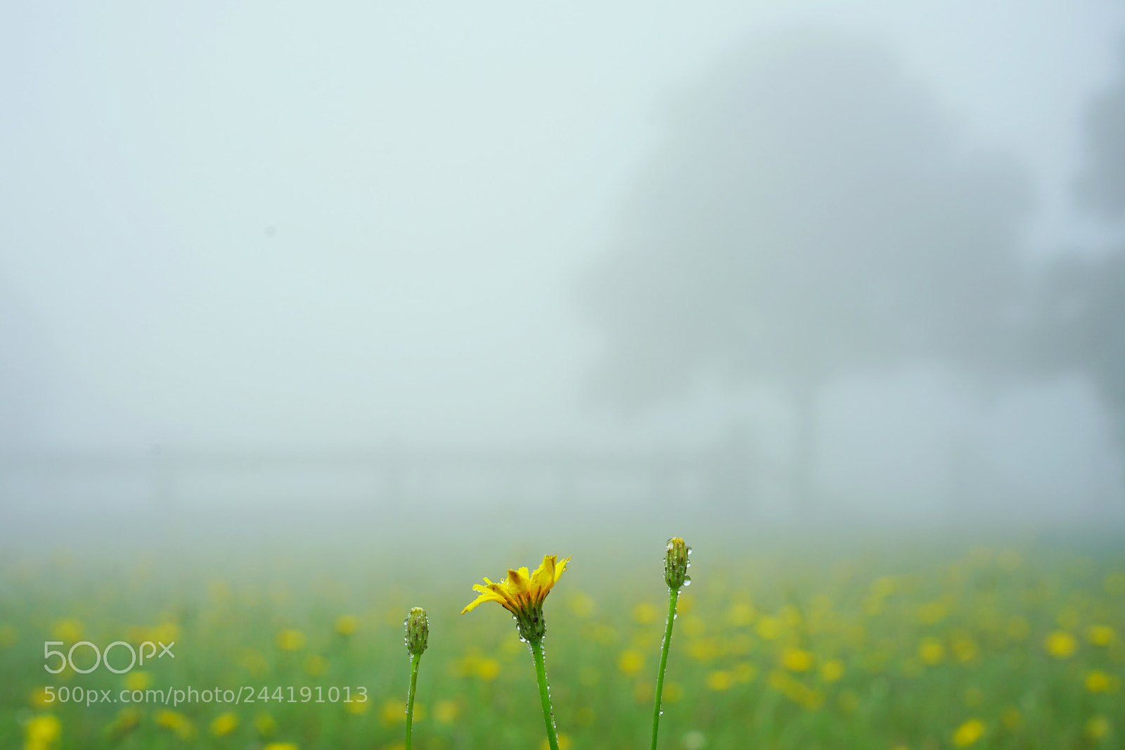 Sony a7 II sample photo. Dream2 photography
