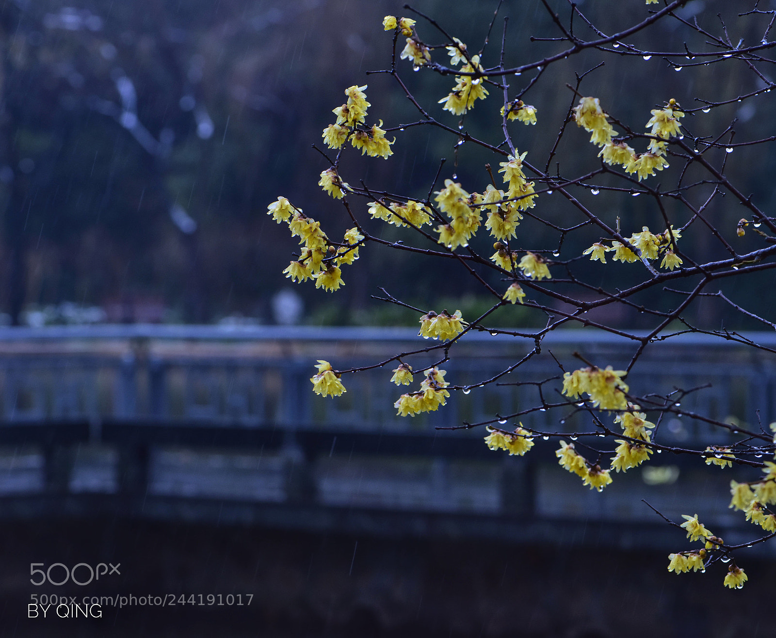 Nikon D810 sample photo. Flowers in the rain photography