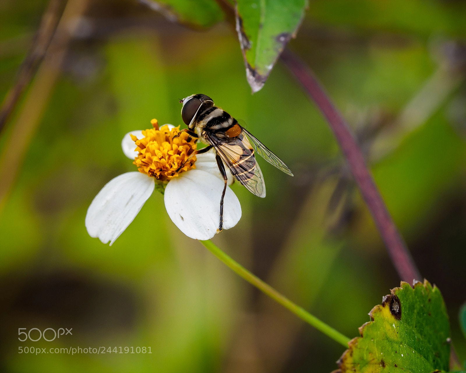 Olympus OM-D E-M1 sample photo. Syrphid fly - palpada photography