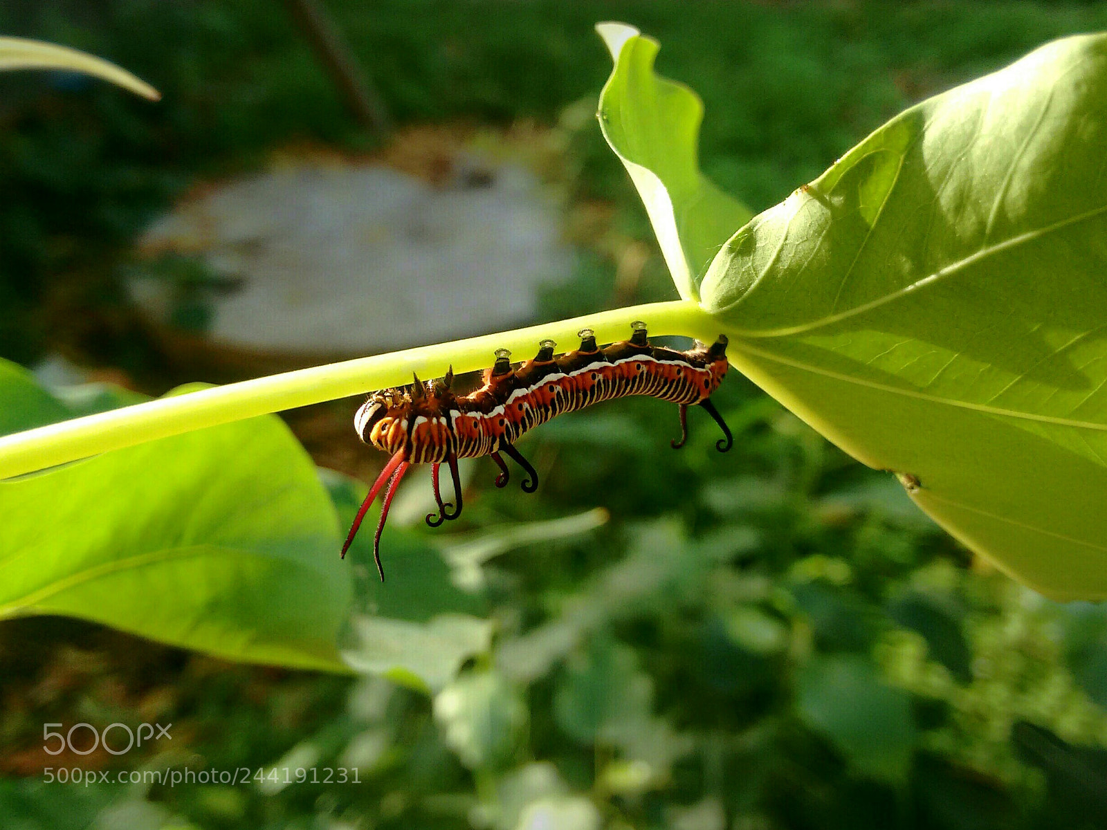 Motorola Moto G (2nd Gen) sample photo. How about a bug's photography
