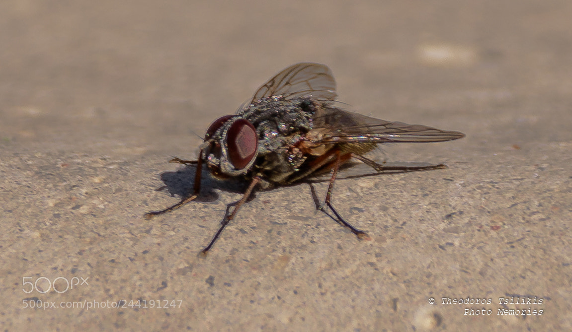 Nikon D7200 sample photo. Annoying insect photography