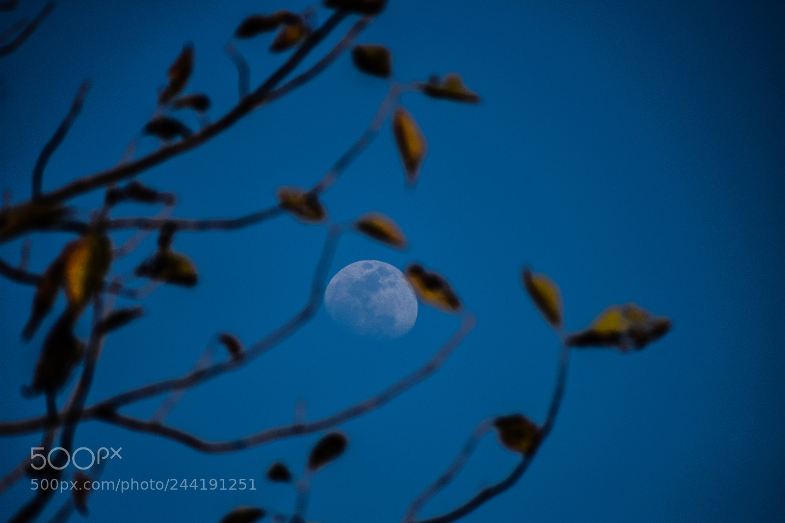 Nikon D3400 sample photo. Moon tree.!!! photography