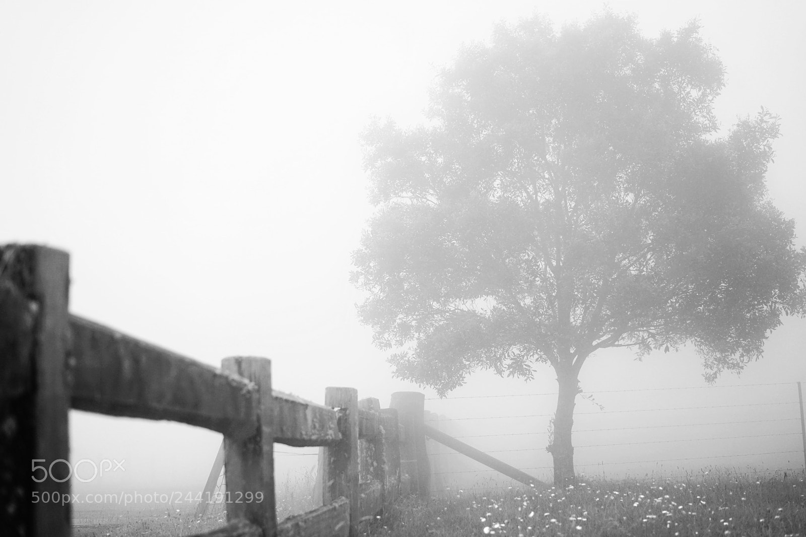 Sony a7 II sample photo. Untitled photography