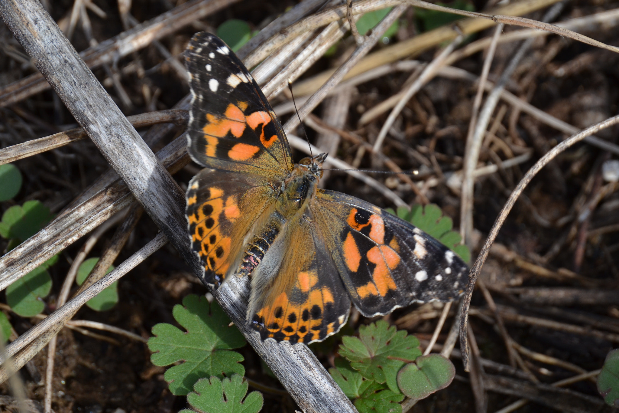 Nikon D3100 sample photo. Painted lady's first flight photography