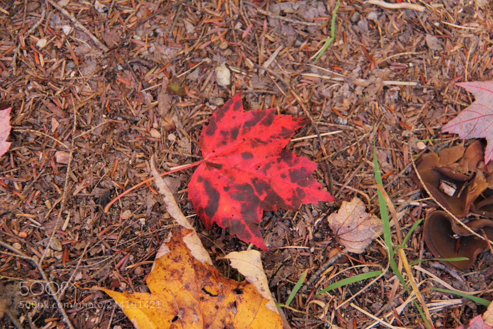 Canon EOS 60D sample photo. Untitled photography
