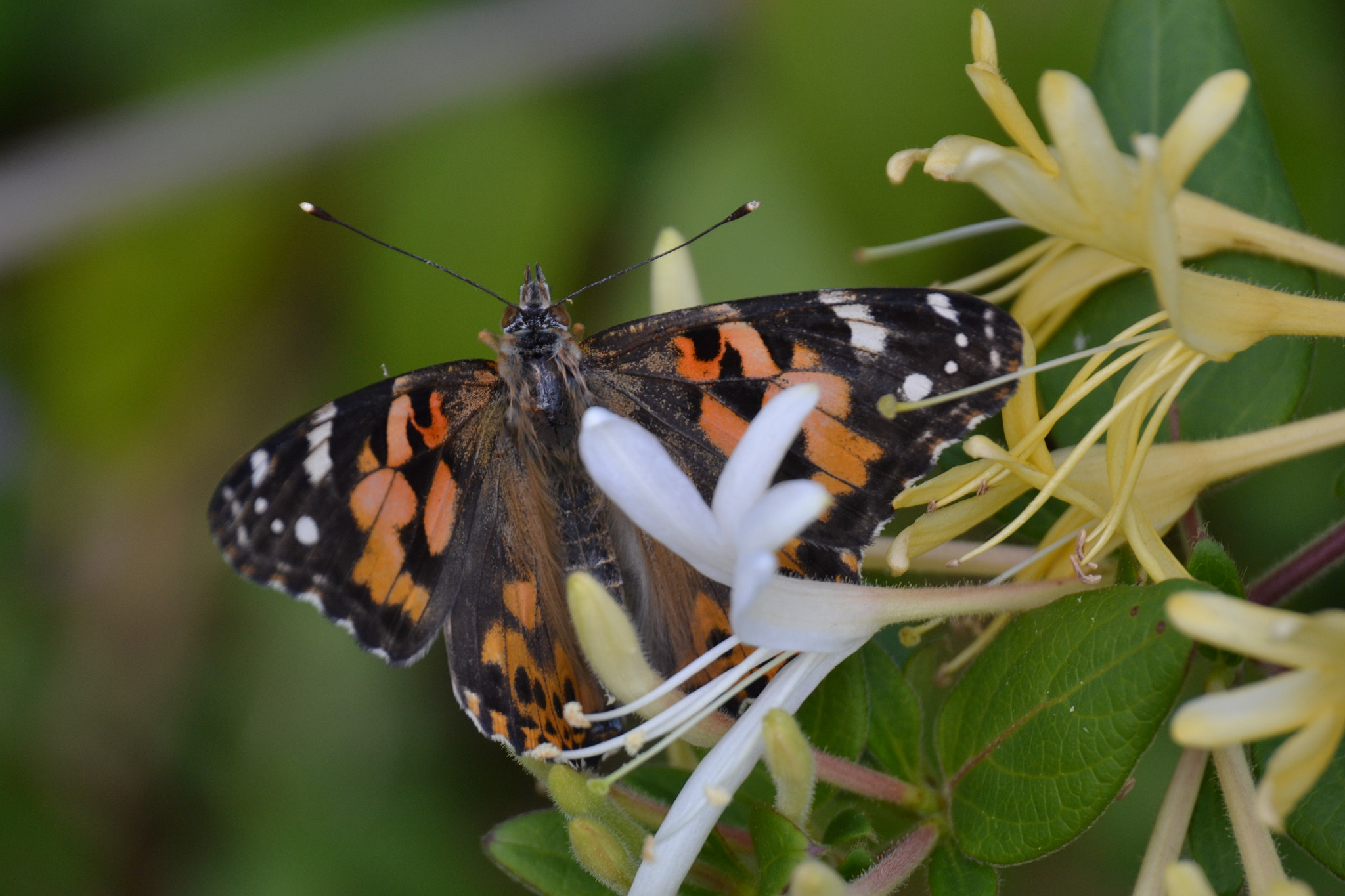 Nikon D3100 sample photo. Painted lady on honeysuckle photography