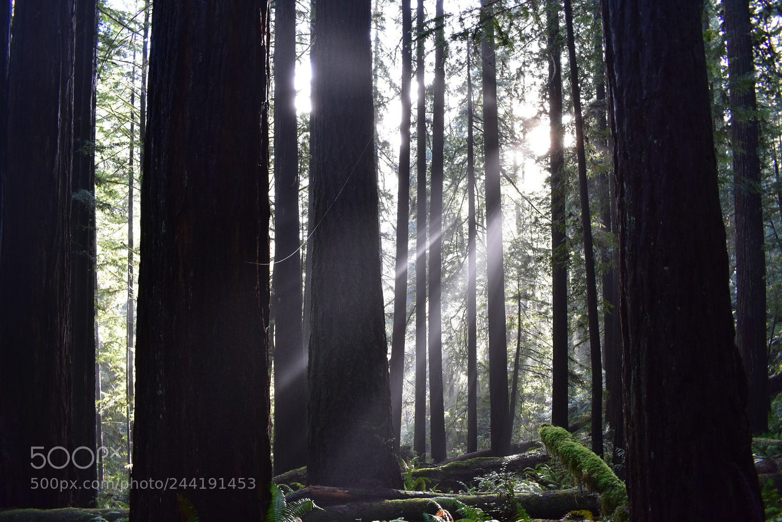 Nikon D3400 sample photo. Redwoods in the morning photography
