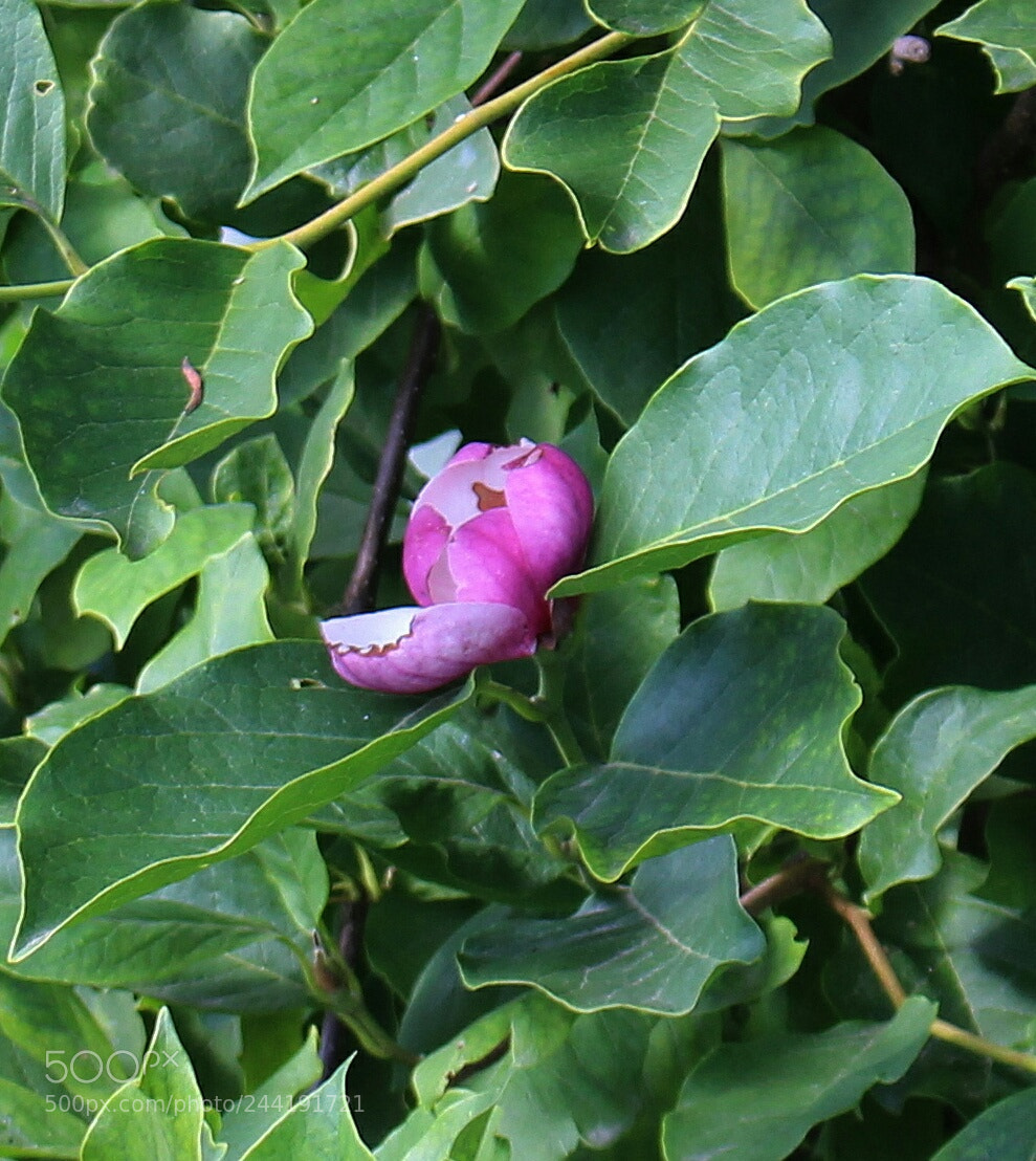 Canon EOS 100D (EOS Rebel SL1 / EOS Kiss X7) sample photo. Magnolia photography