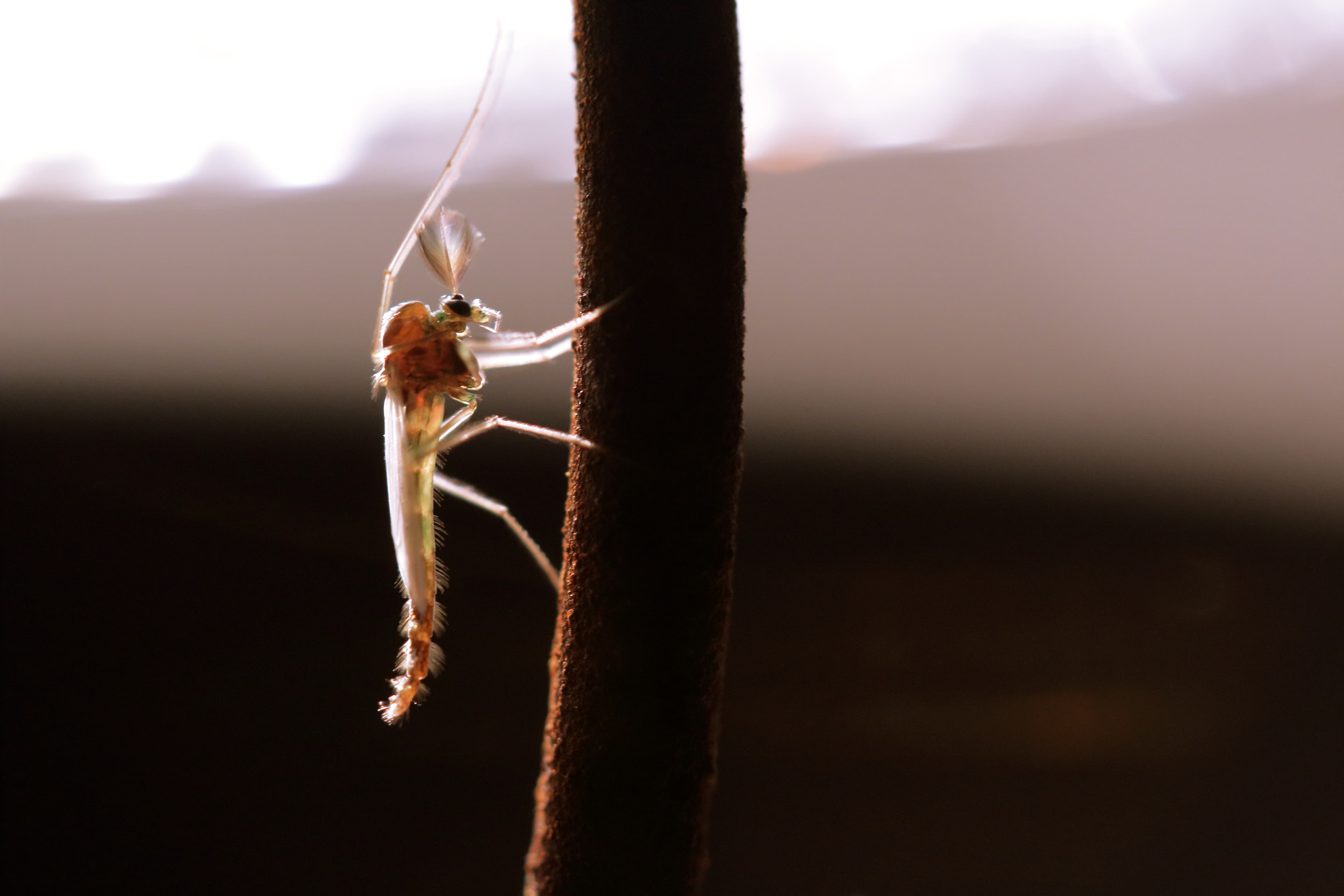Canon EF-S 60mm F2.8 Macro USM sample photo