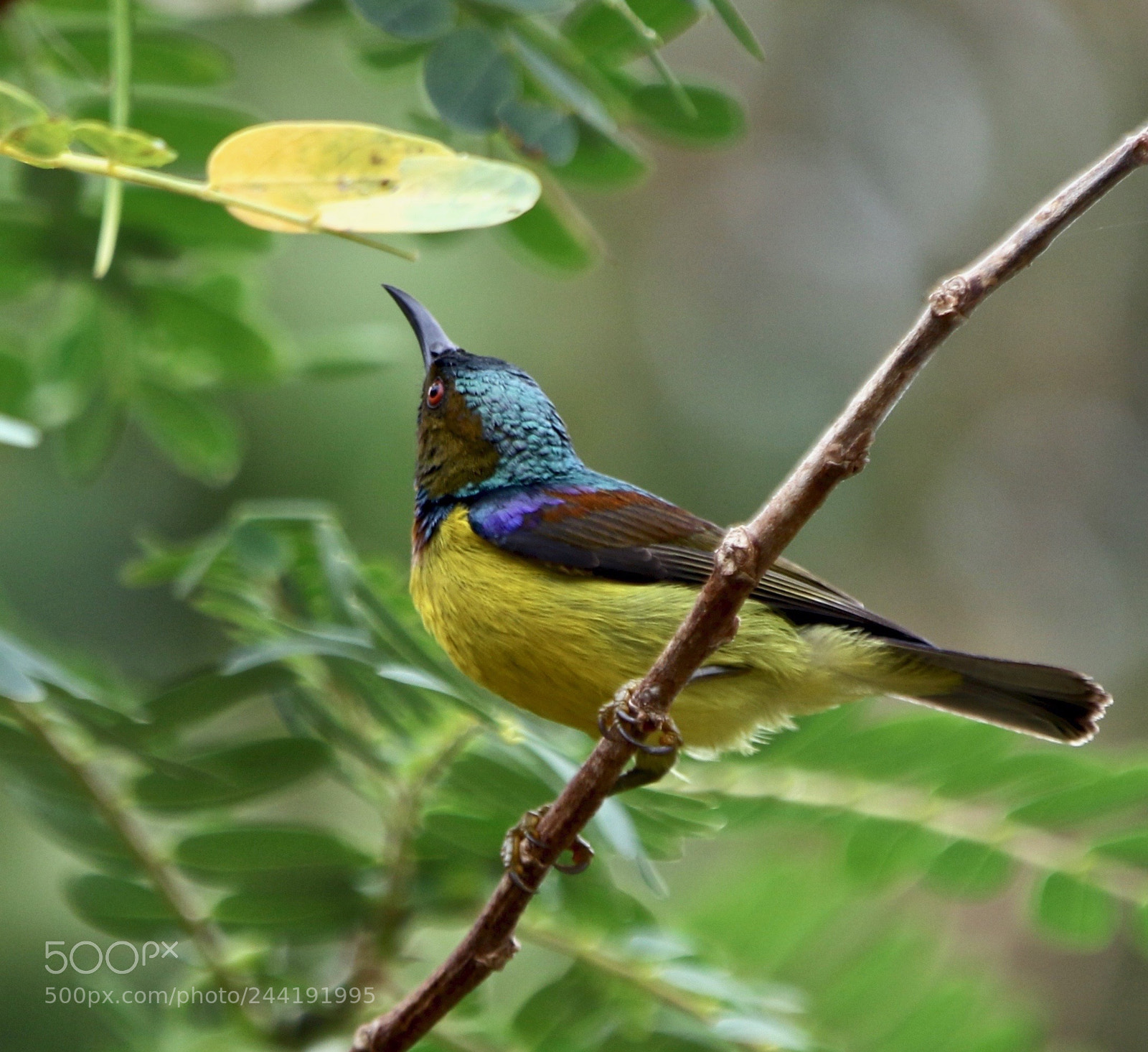 Canon EOS 7D Mark II sample photo. Sunbird. photography